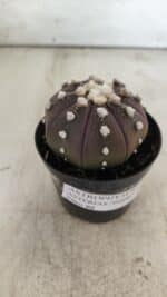 ASTROPHYTUM ASTERIAS “Purple”  Nº 709 – vaso 09 - Imagem 11