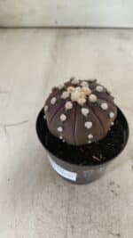 ASTROPHYTUM ASTERIAS “Purple”  Nº 709 – vaso 09 - Imagem 9