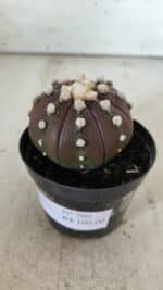 ASTROPHYTUM ASTERIAS “Purple”  Nº 709 – vaso 09 - Imagem 8