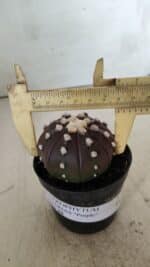 ASTROPHYTUM ASTERIAS “Purple”  Nº 709 – vaso 09 - Imagem 7