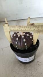 ASTROPHYTUM ASTERIAS “Purple”  Nº 709 – vaso 09 - Imagem 4