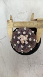 ASTROPHYTUM ASTERIAS “Purple”  Nº 709 – vaso 09