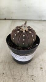 ASTROPHYTUM ASTERIAS “Purple”  Nº 719 – vaso 09 - Imagem 2