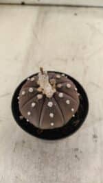 ASTROPHYTUM ASTERIAS “Purple”  Nº 719 – vaso 09 - Imagem 8