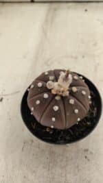 ASTROPHYTUM ASTERIAS “Purple”  Nº 719 – vaso 09 - Imagem 6