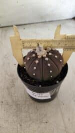 ASTROPHYTUM ASTERIAS “Purple”  Nº 719 – vaso 09 - Imagem 7