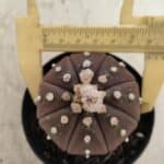 ASTROPHYTUM ASTERIAS “Purple”  Nº 719 – vaso 09