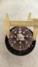 ASTROPHYTUM ASTERIAS “Purple”  Nº 719 – vaso 09