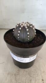 ASTROPHYTUM ASTERIAS “Purple”  Nº 730 – vaso 15 - Imagem 2