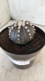 ASTROPHYTUM ASTERIAS “Purple”  Nº 730 – vaso 15 - Imagem 9