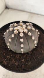 ASTROPHYTUM ASTERIAS “Purple”  Nº 730 – vaso 15 - Imagem 4