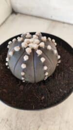 ASTROPHYTUM ASTERIAS “Purple”  Nº 730 – vaso 15 - Imagem 8