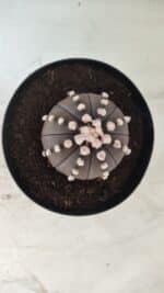 ASTROPHYTUM ASTERIAS “Purple”  Nº 730 – vaso 15 - Imagem 3