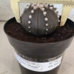 ASTROPHYTUM ASTERIAS “Purple”  Nº 730 – vaso 15