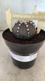 ASTROPHYTUM ASTERIAS “Purple”  Nº 730 – vaso 15