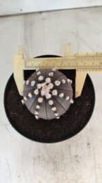 ASTROPHYTUM ASTERIAS “Purple”  Nº 730 – vaso 15 - Imagem 5