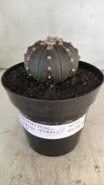 ASTROPHYTUM ASTERIAS “Purple”  Nº 731 – vaso 15 - Imagem 2