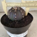 ASTROPHYTUM ASTERIAS “Purple”  Nº 731 – vaso 15
