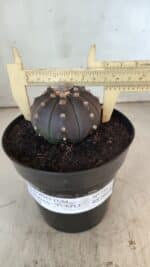 ASTROPHYTUM ASTERIAS “Purple”  Nº 731 – vaso 15