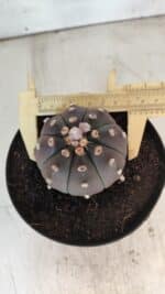 ASTROPHYTUM ASTERIAS “Purple”  Nº 731 – vaso 15 - Imagem 10