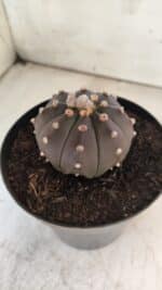ASTROPHYTUM ASTERIAS “Purple”  Nº 731 – vaso 15 - Imagem 7