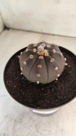 ASTROPHYTUM ASTERIAS “Purple”  Nº 731 – vaso 15 - Imagem 6