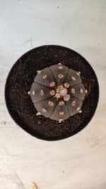 ASTROPHYTUM ASTERIAS “Purple”  Nº 731 – vaso 15 - Imagem 3