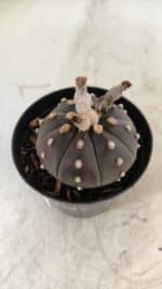 ASTROPHYTUM ASTERIAS “Purple”  Nº 752 – vaso 09 - Imagem 8