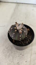 ASTROPHYTUM ASTERIAS “Purple”  Nº 752 – vaso 09 - Imagem 7