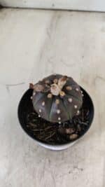 ASTROPHYTUM ASTERIAS “Purple”  Nº 752 – vaso 09 - Imagem 3