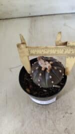 ASTROPHYTUM ASTERIAS “Purple”  Nº 752 – vaso 09 - Imagem 4
