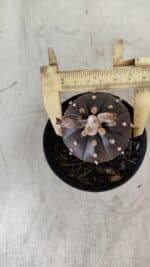 ASTROPHYTUM ASTERIAS “Purple”  Nº 752 – vaso 09