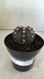 ASTROPHYTUM ASTERIAS “Purple”  Nº 814 – vaso 15 - Imagem 2