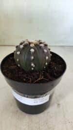 ASTROPHYTUM ASTERIAS “Purple”  Nº 814 – vaso 15 - Imagem 10