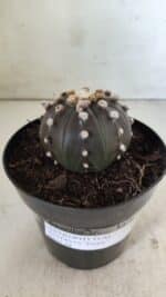 ASTROPHYTUM ASTERIAS “Purple”  Nº 814 – vaso 15 - Imagem 9