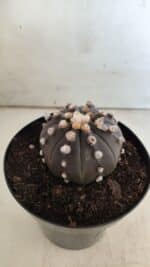 ASTROPHYTUM ASTERIAS “Purple”  Nº 814 – vaso 15 - Imagem 8