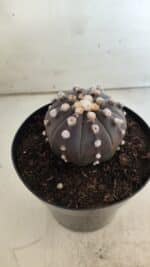 ASTROPHYTUM ASTERIAS “Purple”  Nº 814 – vaso 15 - Imagem 5