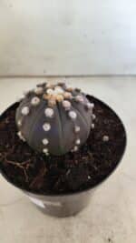 ASTROPHYTUM ASTERIAS “Purple”  Nº 814 – vaso 15 - Imagem 7