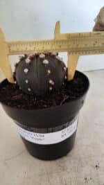 ASTROPHYTUM ASTERIAS “Purple”  Nº 814 – vaso 15 - Imagem 6