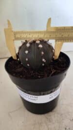 ASTROPHYTUM ASTERIAS “Purple”  Nº 814 – vaso 15