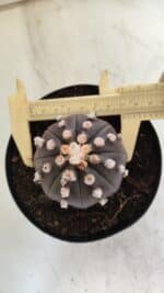 ASTROPHYTUM ASTERIAS “Purple”  Nº 814 – vaso 15 - Imagem 3