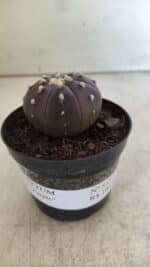 ASTROPHYTUM ASTERIAS “Purple”  Nº 815 – vaso 09 - Imagem 2