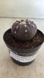 ASTROPHYTUM ASTERIAS “Purple”  Nº 815 – vaso 09 - Imagem 10
