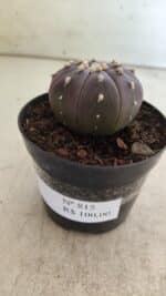 ASTROPHYTUM ASTERIAS “Purple”  Nº 815 – vaso 09 - Imagem 9