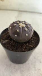 ASTROPHYTUM ASTERIAS “Purple”  Nº 815 – vaso 09 - Imagem 8