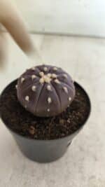 ASTROPHYTUM ASTERIAS “Purple”  Nº 815 – vaso 09 - Imagem 5