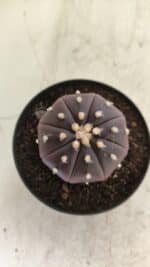 ASTROPHYTUM ASTERIAS “Purple”  Nº 815 – vaso 09 - Imagem 3