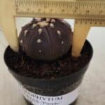 ASTROPHYTUM ASTERIAS “Purple”  Nº 815 – vaso 09