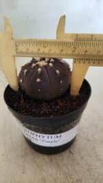 ASTROPHYTUM ASTERIAS “Purple”  Nº 815 – vaso 09
