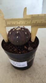 ASTROPHYTUM ASTERIAS “Purple”  Nº 815 – vaso 09 - Imagem 7